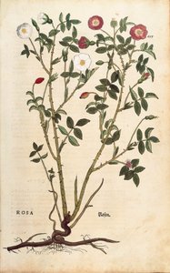 Ikivihreä ruusu (Rosa sempervirens), Leonhart Fuchs De historia stirpium commentarii insignesista (Huomattavia kommentteja kasvien historiasta), värillinen kaiverrus