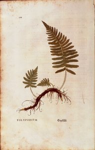 Saniainen, tavallinen polypody (Polypodium vulgare), Leonhart Fuchs julkaisusta De historia stirpium commentarii insignes (Huomattavia kommentteja kasvien historiasta) värillinen kaiverrus tekijältä Leonhard Fuchs