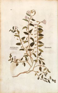 Kenttäruoho - Convolvulus arvensis (Helxine cissampelos), kirjoittanut Leonhart Fuchs julkaisusta De historia stirpium commentarii insignes (merkittäviä kommentteja kasvien historiasta) värillinen kaiverrus tekijältä Leonhard Fuchs