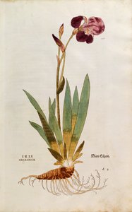 Saksalainen iiris - Iris florentina (Iris germanica), kirjoittanut Leonhart Fuchs teoksesta De historia stirpium commentarii insignes (merkittäviä kommentteja kasvien historiasta), värillinen kaiverrus