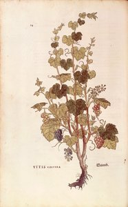 Viiniköynnös (Vitis vinifera), Leonhart Fuchs kirjasta De historia stirpium commentarii insignes (Huomattavia kommentteja kasvien historiasta), värillinen kaiverrus tekijältä Leonhard Fuchs