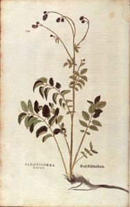 Great burnet - Sanguisorba officinalis (Sanguisorba major), kirjoittanut Leonhart Fuchs De historia stirpium commentarii insignesista (Huomattavia kommentteja kasvien historiasta) värillinen kaiverrus tekijältä Leonhard Fuchs