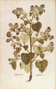 Takiainen - Arctium lappa (Personatia) Leonhart Fuchs teoksesta De historia stirpium commentarii insignes (merkittäviä kommentteja kasvien historiasta), värillinen kaiverrus tekijältä Leonhard Fuchs