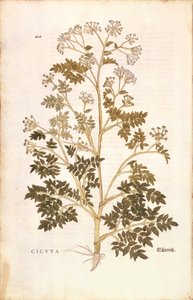 Hemlock - Conium maculatum (Cicuta) de Leonhart Fuchs de De historia stirpium commentarii insignes (Comentaris notables sobre la història de les plantes), gravat de colors finès tekijältä Leonhard Fuchs