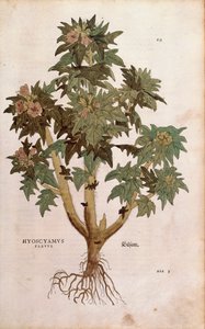 Henbane - Hyoscyamus niger (Hyoscyamus flavus), kirjoittanut Leonhart Fuchs De historia stirpium commentarii insignesista (Huomattavia kommentteja kasvien historiasta) värillinen kaiverrus tekijältä Leonhard Fuchs
