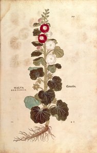 Hollyhock - Malvaceae - Alcea (Malva hortensis), kirjoittanut Leonhart Fuchs De historia stirpium commentarii insignesista (Huomattavia kommentteja kasvien historiasta) värillinen kaiverrus tekijältä Leonhard Fuchs