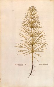 Korte - Equisetum arvense (Equisetum arvense), Leonhart Fuchs kirjasta The History of Plants (Huomattavia kommentteja kasvien historiasta), värillinen kaiverrus tekijältä Leonhard Fuchs