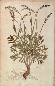 Laventeli - Lavandula spica (Pseudonardus mas), kirjoittanut Leonhart Fuchs teoksesta De historia stirpium commentarii insignes (merkittäviä kommentteja kasvien historiasta), värillinen kaiverrus tekijältä Leonhard Fuchs