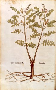 Lakritsi tai lakritsi (Glycyrrhiza glabra), Leonhart Fuchs De historia stirpium commentarii insignesista (Huomattavia kommentteja kasvien historiasta) värillinen kaiverrus tekijältä Leonhard Fuchs