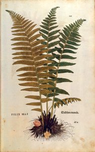 Urossaniainen (Dryopteris filix-mas) Leonhart Fuchsin De historia stirpium commentarii insignesista (Huomattavia kommentteja kasvien historiasta) värillinen kaiverrus