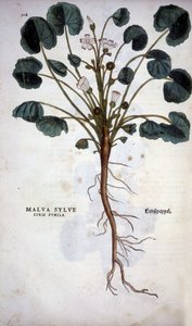 Malva Sylvestre (suuri violetti) - Leonhart Fuchsin "De Historia Stipium insignia" -kuvassa tekijältä Leonhard Fuchs