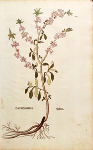 Mezereon - Daphne mezereum (Daphnoides), Leonhart Fuchs De historia stirpium commentarii insignesista (Huomattavia kommentteja kasvien historiasta), värillinen kaiverrus tekijältä Leonhard Fuchs