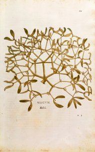 Misteli (Viscum-albumi), Leonhart Fuchs De historia stirpium commentarii insignesista (merkittäviä kommentteja kasvien historiasta) värillinen kaiverrus tekijältä Leonhard Fuchs