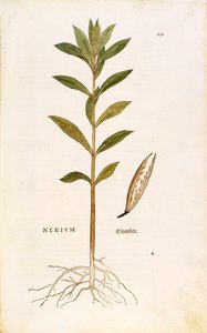 Oleander (Nerium oleander), Leonhart Fuchs kirjasta De historia stirpium commentarii insignes (Huomattavia kommentteja kasvien historiasta), värillinen kaiverrus tekijältä Leonhard Fuchs