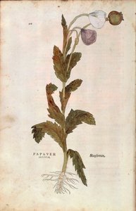 Oopiumunikko - Leonhart Fuchsin Papaver somniferum (Papaver satiuum) teoksesta De historia stirpium commentarii insignes (Huomattavia kommentteja kasvien historiasta), värillinen kaiverrus tekijältä Leonhard Fuchs