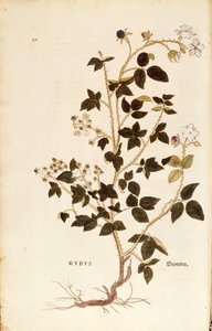 Levy: Leonhart Fuchsin De historia stirpium commentarii insignes (merkittäviä kommentteja kasvien historiasta) kastemarja (Rubus), värillinen kaiverrus tekijältä Leonhard Fuchs