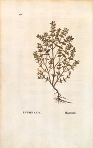 Red Eyebright (Euphrasia officinalis) Leonhart Fuchs De historia stirpium commentarii insignesista (Huomattavia kommentteja kasvien historiasta) värillinen kaiverrus tekijältä Leonhard Fuchs