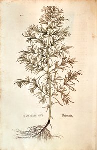 Rosmariini, Rosmarinus Officinalis (Rosmarinus). värillinen kaiverrus tekijältä Leonhard Fuchs