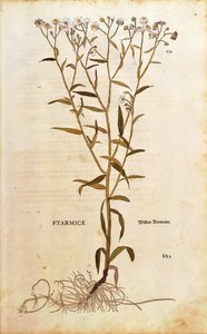 Aivastama - Achillea ptarmica (Ptarmice), kirjoittanut Leonhart Fuchs De historia stirpium commentarii insignesista (merkittäviä kommentteja kasvien historiasta) värillinen kaiverrus tekijältä Leonhard Fuchs