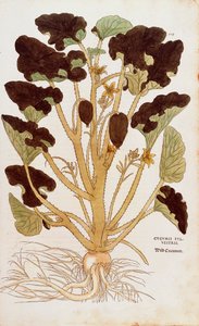 Ruiskuttava kurkku - Ecbalium elaterium (Cucumis sylvestris), kirjoittanut Leonhart Fuchs De historia stirpium commentarii insignesista (merkittäviä kommentteja kasvien historiasta) värillinen kaiverrus