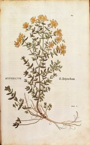 Leonhart Fuchsin mäkikuisma (Hypericum perforatum) De historia stirpium commentarii insignesista (merkittäviä kommentteja kasvien historiasta) värillinen kaiverrus tekijältä Leonhard Fuchs