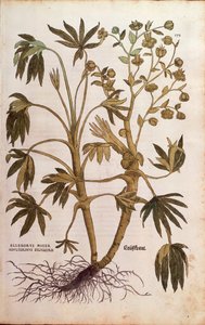 Haiseva hellebore tai lanta - Helleborus foetidus (Helleborus niger adulterinus sylvestris), kirjoittanut Leonhart Fuchs teoksesta De historia stirpium commentarii insignes (Huomattavia kommentteja kasvien historiasta), värillinen kaiverrus tekijältä Leonhard Fuchs