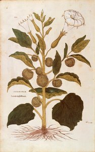 Piikkiomena tai jimson-rikkaruoho - Datura stramonium (Stramonia), Leonhart Fuchs De historia stirpium commentarii insignesista (Huomattavia kommentteja kasvien historiasta), värillinen kaiverrus tekijältä Leonhard Fuchs