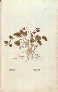 Violetti (Viola odorata), Leonhart Fuchs teoksesta De historia stirpium commentarii insignes (Huomattavia kommentteja kasvien historiasta), värillinen kaiverrus