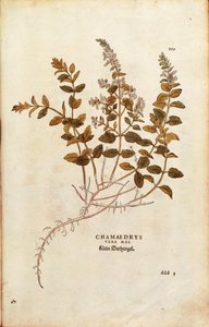 Seinä Germander - Teucrium chamaedrys (Chamaedrys vera mas), Leonhart Fuchs De historia stirpium commentarii insignesista (Huomattavia kommentteja kasvien historiasta) värillinen kaiverrus tekijältä Leonhard Fuchs