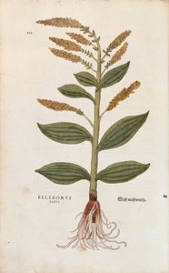 White Hellebore - Veratrum-albumi (Elleborus albus), kirjoittanut Leonhart Fuchs De historia stirpium commentarii insignesista (Huomattavia kommentteja kasvien historiasta), värillinen kaiverrus tekijältä Leonhard Fuchs