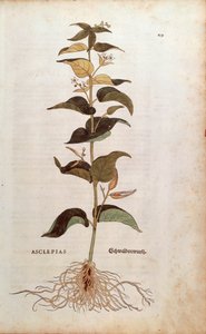 Valkoinen pääskysukka - Cynanchum vincetoxicum (Asclepias), kirjoittanut Leonhart Fuchs kirjasta De historia stirpium commentarii insignes (merkittäviä kommentteja kasvien historiasta) värillinen kaiverrus tekijältä Leonhard Fuchs