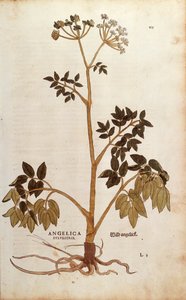Villi enkeli (Angelica sylvestris), Leonhart Fuchs De historia stirpium commentarii insignesista (Huomattavia kommentteja kasvien historiasta) värillinen kaiverrus tekijältä Leonhard Fuchs