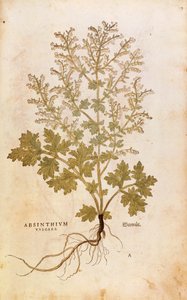 Koiruoho - Artemisia absinthium (Absinthium vulgare) Leonhart Fuchsin teoksesta De historia stirpium commentarii insignes (Huomattavia kommentteja kasvien historiasta), värillinen kaiverrus. tekijältä Leonhard Fuchs