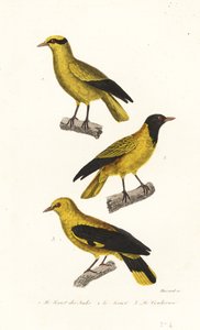 Oriole lajit. tekijältä Leopold Massard