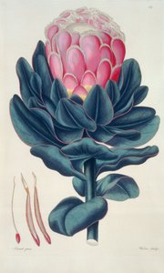 Protea speciosa, Perigonia pistillum (pl.12) Thesaurus Botanicusista tekijältä Leopold Trattinick