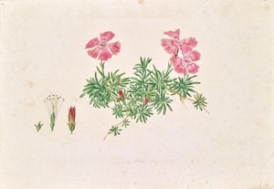 Alppinelikko (Dianthus alpinus)