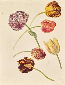 Tulppaanit