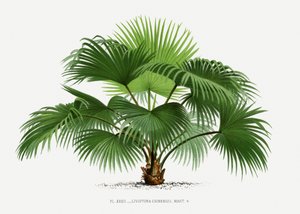  tekijältä Les Palmiers Histoire Iconographique