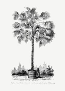  tekijältä Les Palmiers Histoire Iconographique