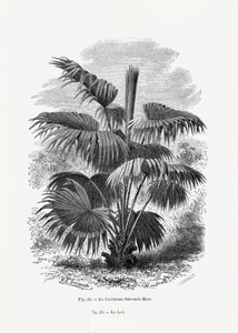  tekijältä Les Palmiers Histoire Iconographique