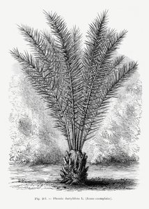  tekijältä Les Palmiers Histoire Iconographique