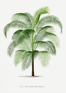  tekijältä Les Palmiers Histoire Iconographique