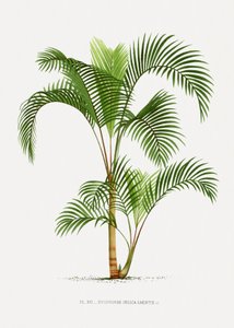  tekijältä Les Palmiers Histoire Iconographique