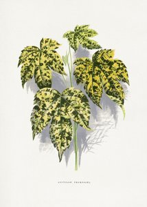  tekijältä Les Plantes a Feuillage Colore