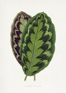  tekijältä Les Plantes a Feuillage Colore