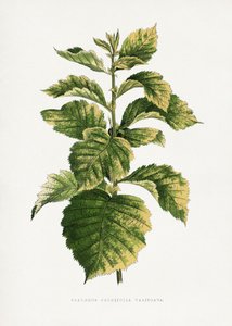  tekijältä Les Plantes a Feuillage Colore