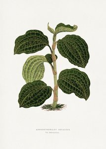  tekijältä Les Plantes a Feuillage Colore