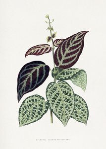  tekijältä Les Plantes a Feuillage Colore
