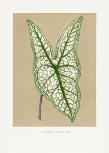  tekijältä Les Plantes a Feuillage Colore