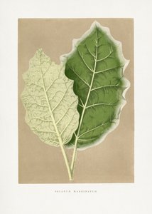  tekijältä Les Plantes a Feuillage Colore